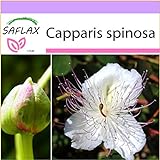 SAFLAX - Cappero - 25 semi - Capparis spinosa foto, miglior prezzo EUR 3,75 nuovo 2024