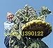 foto 20 pezzi giganti di semi di girasole gigante grandi semi di fiori di girasole Black Russian semi di girasole per il giardino di casa