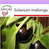 SAFLAX - Melanzana - 20 semi - Solanum melonga foto, miglior prezzo EUR 3,75 nuovo 2024