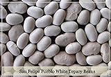 San Felipe Pueblo Bianco tepary fagioli Semi, Phaseolus acutifolius - Fagioli rampicanti foto, miglior prezzo EUR 10,99 nuovo 2024