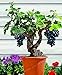 foto Pinkdose Grande vendita!Â Bonsai di vite d'uva in miniatura, 50 pz/pacco, pianta d'appartamento, frutta bonsai, piante grasse bonsai di frutta biologica: 2