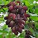 foto Pinkdose Bonsai d'uva in miniatura - Patio Syrah - Vitis Vinifera - Pianta d'appartamento - 20 pezzi - Bonsai di frutta: 8