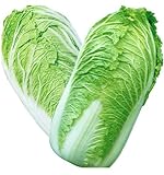 KINGDUO Semi di Cavolo Delizioso Cinese di 100Pcs Nutriente Verde Verdura Semi di Brassica Piante Giardino foto, miglior prezzo EUR 9,24 nuovo 2024