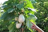 Portal Cool 100 semi Solanum torvum (Albero melanzane \ pomodoro) foto, miglior prezzo  nuovo 2024