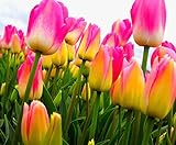 Semi 200pc olandese Cavolo tulipano. Aroma Tulip Plant (non è tulipano lampadine-lampadine trasporto deperibili) Advanced Seeds Bonsai Fiore foto, miglior prezzo EUR 16,09 nuovo 2024