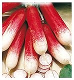 600 C.ca Semi Ravanello Mezzo Lungo Rosso A Punta Bianca 2 - Raphanus sativus In Confezione Originale Prodotto in Italia - Ravanelli lunghi foto, miglior prezzo EUR 7,40 nuovo 2024