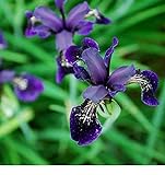 Fiore - Iris chrysographes Nero Oro - 50 Semi - Confezione Grande foto, miglior prezzo EUR 8,39 nuovo 2024
