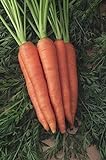 Shoopy Star 1500+ Seeds: Semi di Carota: Danvers 126 Carrot Seed Seed Fresh! foto, miglior prezzo  nuovo 2024