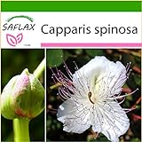 SAFLAX - Cappero - 25 semi - Con substrato - Capparis spinosa foto, miglior prezzo EUR 4,45 nuovo 2024