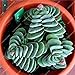 foto Pinkdose 50 pc Rare Piante grasse Arcobaleno Cactus Bonsai Pseudotruncatella Living Stone Rare Piante Catus Succulentas Giardino della casa: Multi-Colored