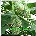 foto Pinkdose Melanzane, Semi variopinti Piuttosto Melanzana, Non transgenici Verdure Semi - 100 Particelle Seed: Bianco