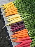 Shoopy Star Semi di carota - RAINBOW MISCELA sana del giardino Vegetable- OGM - 100 semi foto, miglior prezzo  nuovo 2024