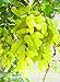 foto Pinkdose Nuovo arrivo! 100% vera d'oro dito verde dolce uva biologica bonsai, 50 pc/pacchetto, Hardy impianto squisita della frutta, BEB5BB