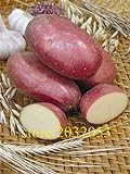 Pinkdose semi bonsai patata rossa di patate pelle 200 Empress Semi di ortaggi provenienti dalla Cina NO-OGM per la casa orto foto, miglior prezzo  nuovo 2024