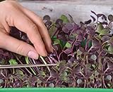 Microgreens - Ravanello - foglie giovani dal sapore unico - semi foto, miglior prezzo EUR 4,09 nuovo 2024