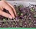 foto Microgreens - Ravanello - foglie giovani dal sapore unico - semi