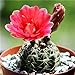 foto Pinkdose 200 pc Semi Fiore di Cactus, Semi Esotiche Piante grasse Ornamentali Attraente impressionanti: 5