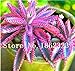 foto Pinkdose 100 Pz Rare Bromeliad Vegetable Seeds e Frutta Giardino Piante succulente Mini Cactus Pots Crescita Naturale per la casa della pianta di Giardino: 2