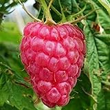 Lampone “Versailles” Rosso Rifiorente SENZA SPINE (Rubus idaeus) [Vaso 1,5 Litri] foto, miglior prezzo EUR 9,60 nuovo 2024