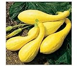 20 semi inizio estate Crookneck Zucchino estivo giallo dorato Heirloom Cream precoce foto, miglior prezzo EUR 10,99 nuovo 2024