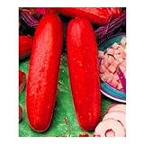 10pcs / lot Red cetriolo semi deliziose verdure delle piante da frutto BonsaïPianta foto, miglior prezzo EUR 10,99 nuovo 2024