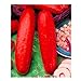 foto 10pcs / lot Red cetriolo semi deliziose verdure delle piante da frutto BonsaïPianta