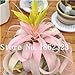 foto Pinkdose 100 Pz Rare Bromeliad Vegetable Seeds e Frutta Giardino Piante succulente Mini Cactus Pots Crescita Naturale per la casa Giardino delle Piante: 20