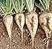 foto Barbabietole da zucchero bianco di barbabietola dolce non-OGM vegetale foraggi - 5 gr ~ 180 semi trattati