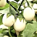 Semi di uova d'uovo di melanzane - Solanum melongena foto, miglior prezzo EUR 2,29 nuovo 2024