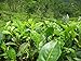foto Asklepios-seeds - 25 Semi di Camellia sinensis La Camellia sinensis, la pianta del tè