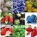 foto 12 tipi di semi di fragola diversi (verde, bianco, nero, rosso, blu, Giant, MINI, bonsai, normale Rosso, Pineberry fragola)