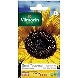 Vilmorin - Bustina semi Sole girasole fiore gigante foto, miglior prezzo EUR 1,90 nuovo 2024