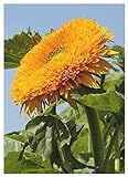 TROPICA - Girasole Orange Sun F1 (Helianthus annuus) - 60 Semi- Girasoli foto, miglior prezzo EUR 3,50 nuovo 2024