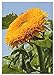 foto TROPICA - Girasole Orange Sun F1 (Helianthus annuus) - 60 Semi- Girasoli