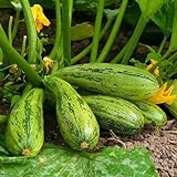 Semi di Zucchini Nimba - Cucurbita pepo foto, miglior prezzo EUR 3,19 nuovo 2024