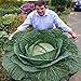 foto Generic 100 semi/bag rare gigante russo semi di cavolo, semi di ortaggi 95% + germinazione, verdure di alta qualità per giardinaggio