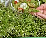 Microgreens - Cipolla invernale - foglie giovani dal gusto eccezionale - semi foto, miglior prezzo EUR 4,09 nuovo 2024