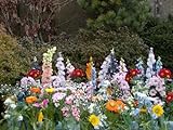 30 varietà e 2500 semi per giardino, parco, giardinaggio, tappeto di fiori foto, miglior prezzo EUR 18,95 nuovo 2024