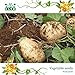foto Semi patata dolce, semi jicama / yam fagioli, frutta e verdura giardino semi di trasporto 6pcs