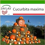 SAFLAX - Zucca gigante - 7 semi - Con substrato - Cucurbita maxima foto, miglior prezzo EUR 4,45 nuovo 2024
