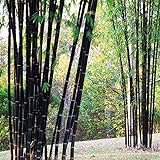 Bluelover Piante da Giardino 100Pcs Bambù Nero Semi Cortile Phyllostachys Nigra foto, miglior prezzo EUR 6,19 nuovo 2024