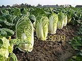 500 semi di cavolo cinese cavolo NO-OGM Semi di ortaggi Bok choi Brassica pekinensis piante per giardino di casa foto, miglior prezzo EUR 10,99 nuovo 2024