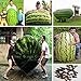 foto 30 / bag semi gigante anguria, sapore dolce verdure e semi di frutta molto giganti deliziosa