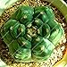foto Pinkdose 100pcs Rare Piante Bonsai Mix Lithops 24 Tipi di Cactus Piante Bonsai Garden Organic Succulente Bonsai Balcone Fiore Che piantano