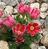 Semi di fiore di Pasqua rossa - Anemone pulsatilla foto, miglior prezzo EUR 3,44 nuovo 2024