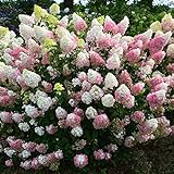 30 rari semi di ortensia bella fragola ortensie semi di fiori facile crescono piante bonsai per giardino di casa libera il trasporto foto, miglior prezzo EUR 6,50 nuovo 2024
