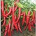 foto 50 pc / sacchetto gigante rossa di peperoncino Spezie piccanti Peperoncino piante Semi Piante giardino di casa