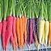 foto 300pcs carota Semi 100% del seme reale Delicious dolce e semi di ortaggi sani carota giardino della casa Impianto misto libero