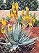 foto Pinkdose 30Pcs Rare pianta Gigante del Succulent Cactus Piante commestibili Piante di Bellezza Erbe Piante da Giardino perenne fioritura: 10