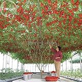 Heirloom gigante pomodoro Albero, 100 semi, sano deliziosa nutriente frutti commestibili E3617 foto, miglior prezzo EUR 10,99 nuovo 2024